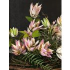 Protea kompozíció szizál kosár