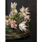 Protea kompozíció szizál kosár