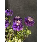 Viola scabiosa  virágkompozíció zsinóros kaspó