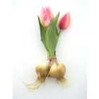 Sötét rózsaszín tulipán hagymával