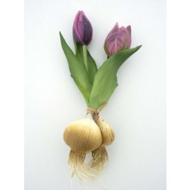 Lila tulipán hagymával