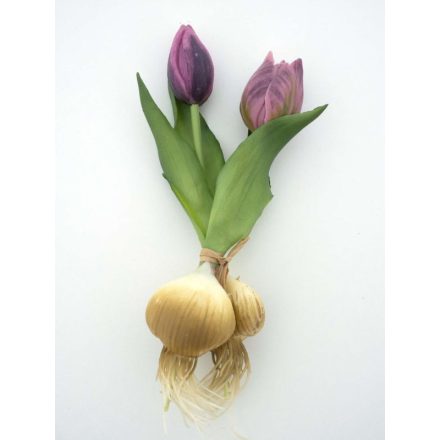 Lila tulipán hagymával