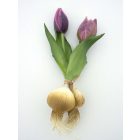 Lila tulipán hagymával