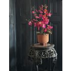 Magenta orchidea virágkompozíció kerámia kaspó