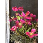 Magenta cosmea virágkompozíció kerámia tál