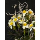 Csillagvirág kompozíció zsinóros kaspó