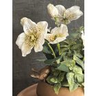 Fehér hunyor virágkompozíció madárkás bronz tál