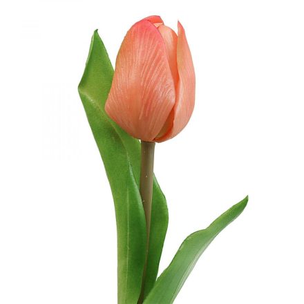 Barack színű tulipán szál
